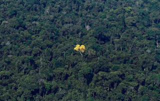 A bright yellow-flowering Ipe tree standing out in the dense Amazon rainforest, highlighting the rarity and ecological significance of Ipe wood amidst increasing conservation concerns.