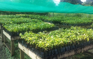 Rows of young Fijian mahogany saplings growing in a shaded nursery, part of a sustainable reforestation initiative.
